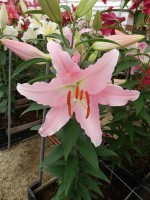 [5313 Catone VWS No02.JPG]